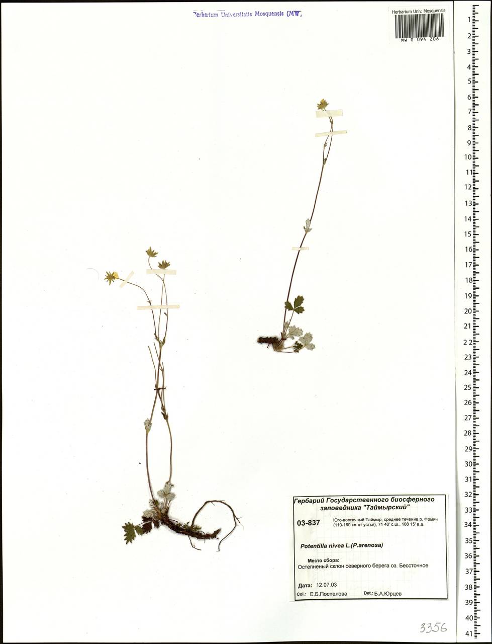 Potentilla nivea L., Siberia, Central Siberia (S3) (Russia)