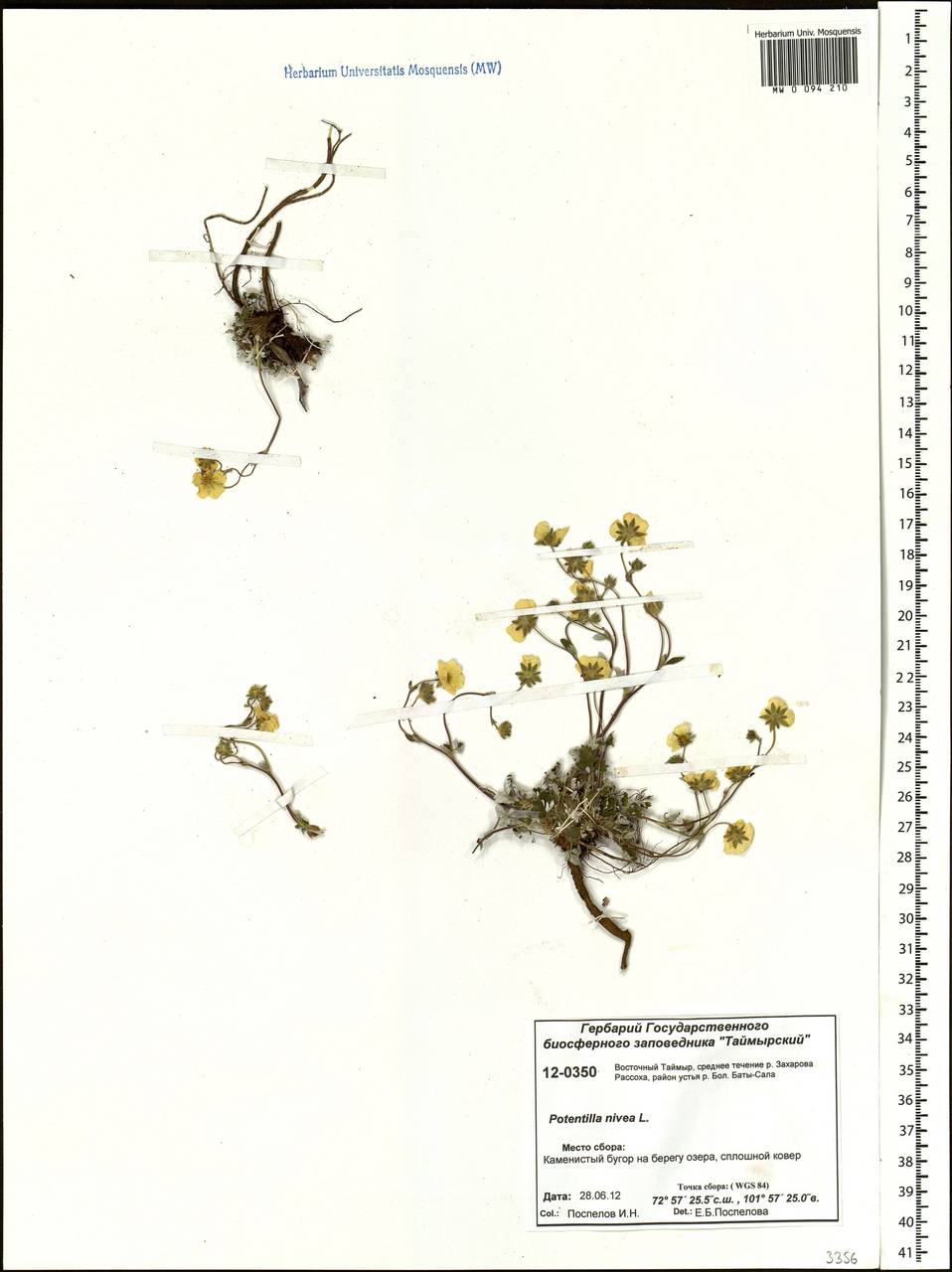 Potentilla nivea L., Siberia, Central Siberia (S3) (Russia)