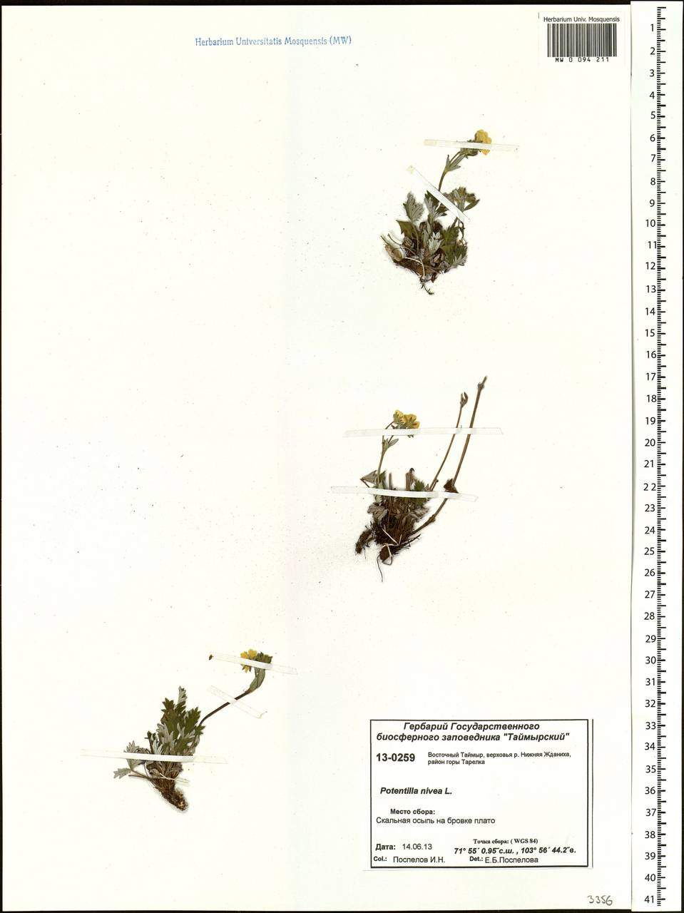 Potentilla nivea L., Siberia, Central Siberia (S3) (Russia)