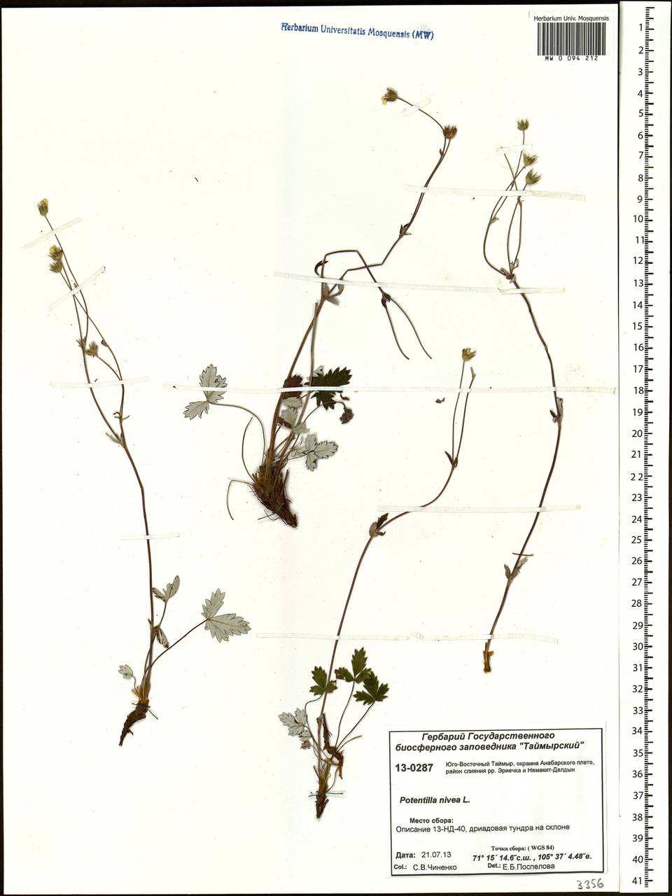 Potentilla nivea L., Siberia, Central Siberia (S3) (Russia)