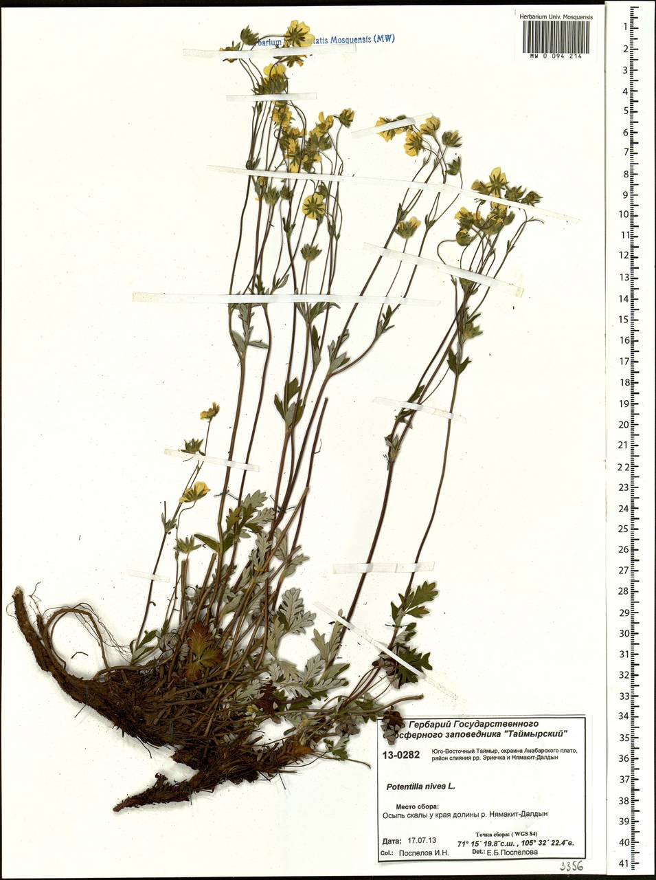 Potentilla nivea L., Siberia, Central Siberia (S3) (Russia)