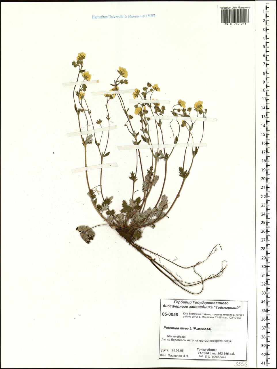 Potentilla nivea L., Siberia, Central Siberia (S3) (Russia)