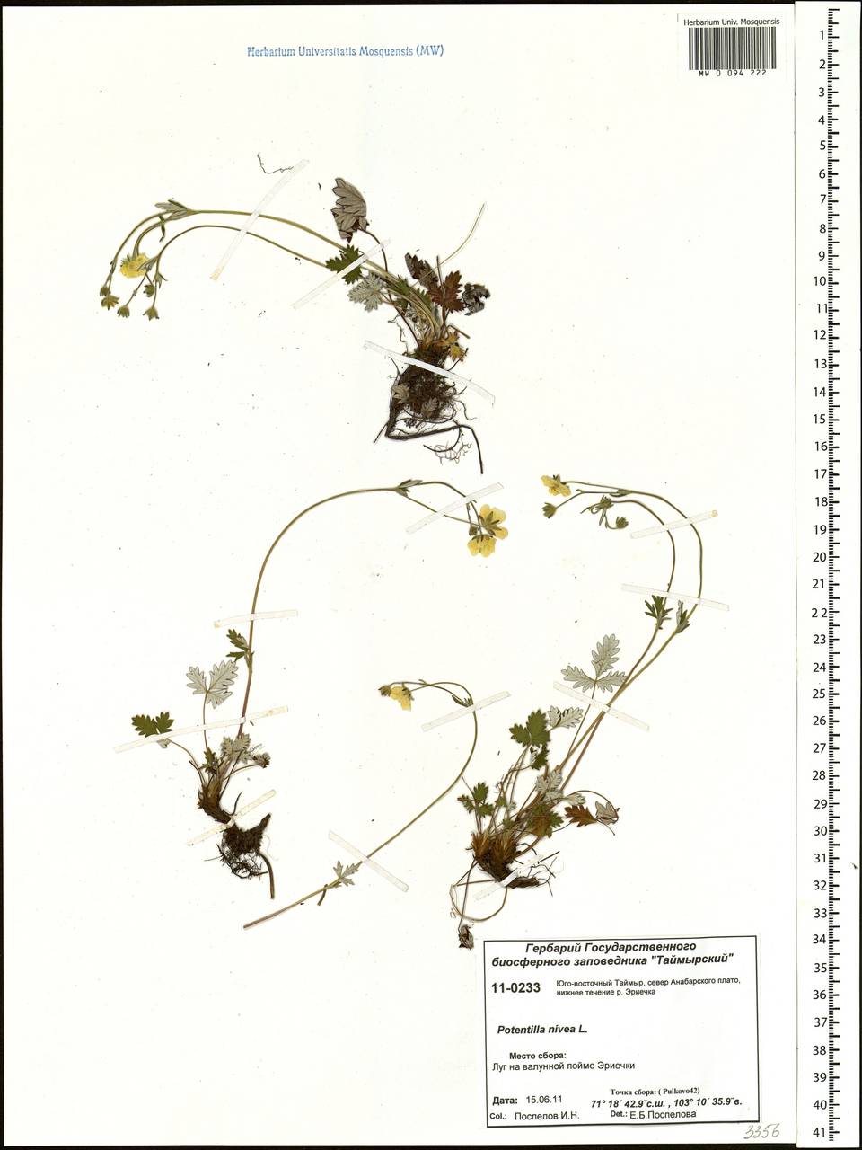 Potentilla nivea L., Siberia, Central Siberia (S3) (Russia)