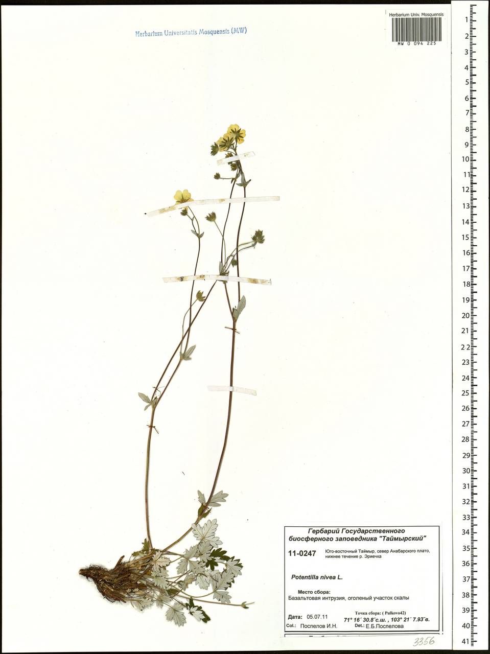 Potentilla nivea L., Siberia, Central Siberia (S3) (Russia)