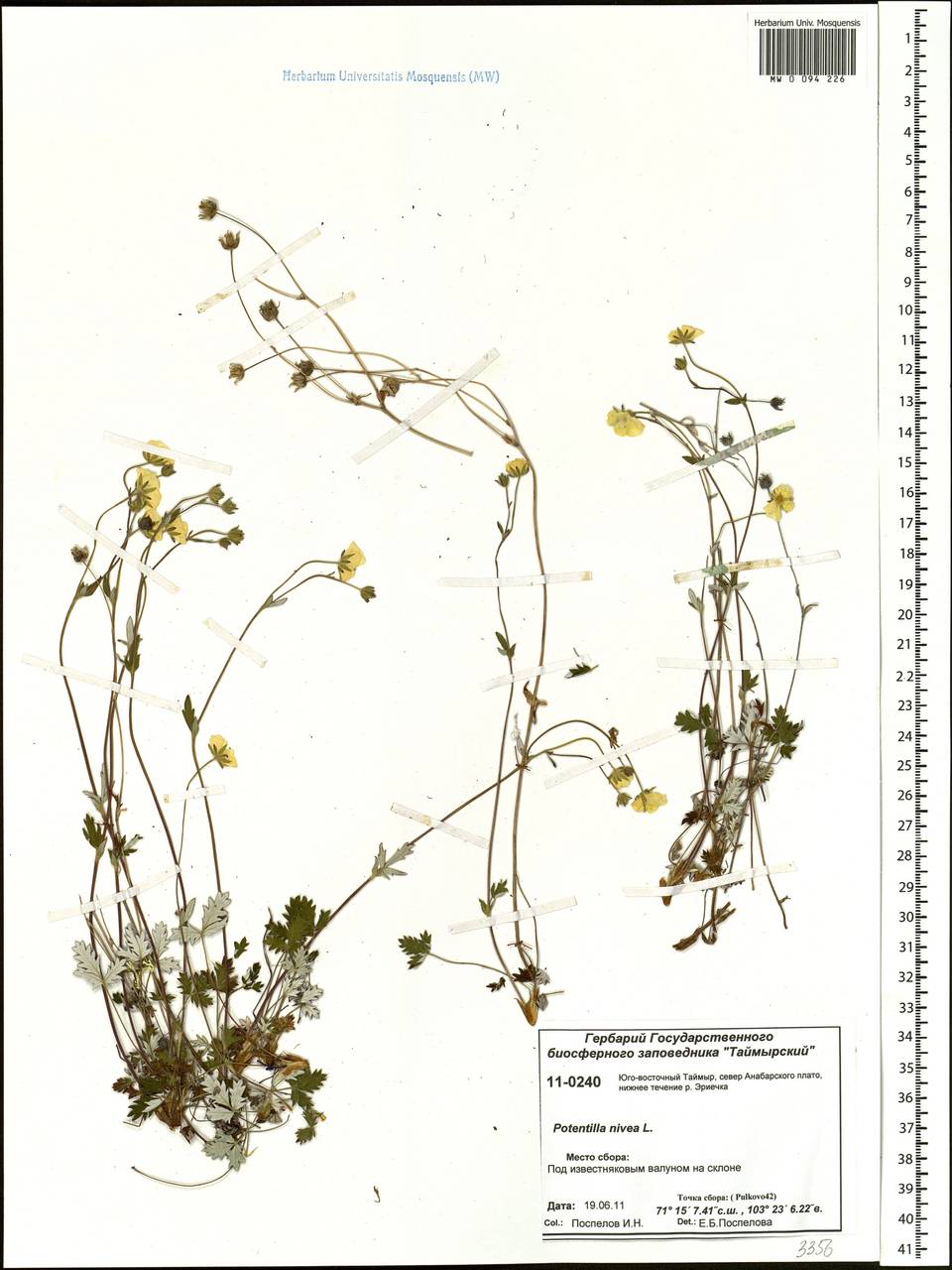 Potentilla nivea L., Siberia, Central Siberia (S3) (Russia)