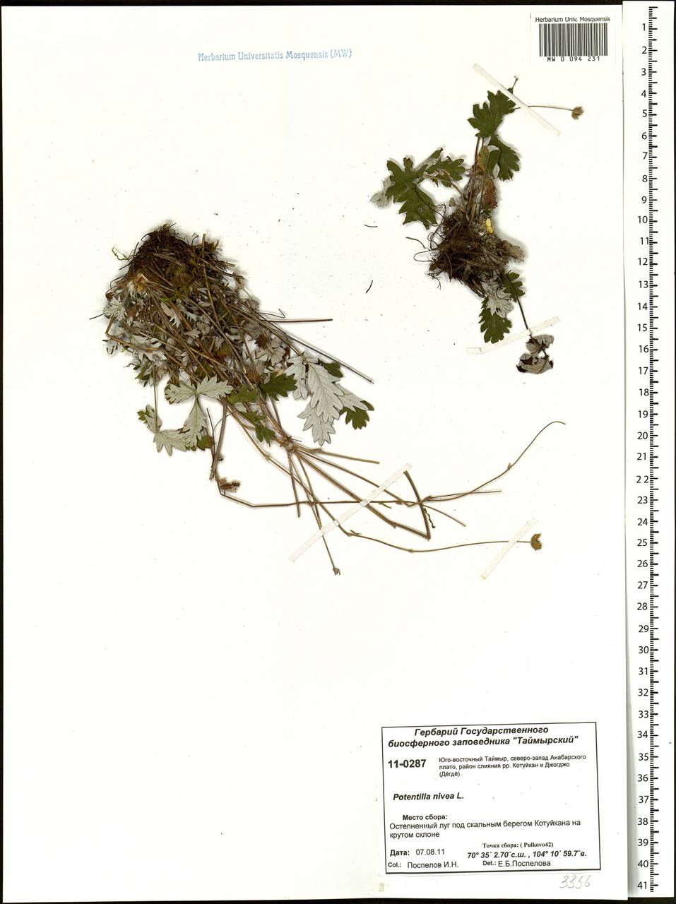 Potentilla nivea L., Siberia, Central Siberia (S3) (Russia)