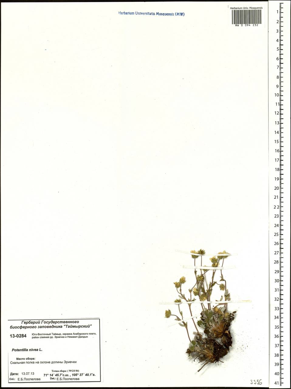 Potentilla nivea L., Siberia, Central Siberia (S3) (Russia)