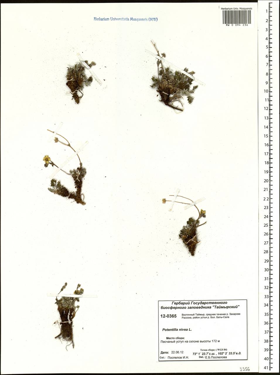 Potentilla nivea L., Siberia, Central Siberia (S3) (Russia)