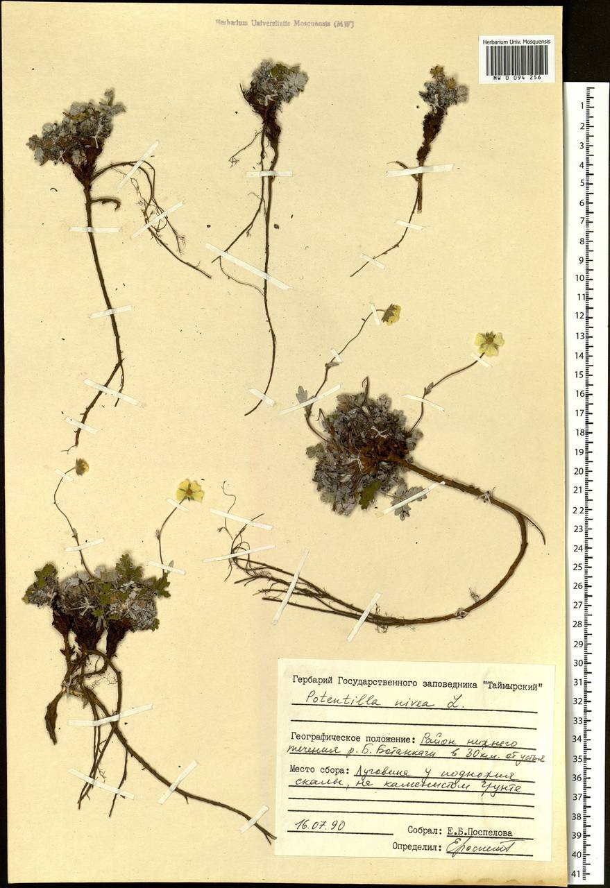 Potentilla nivea L., Siberia, Central Siberia (S3) (Russia)