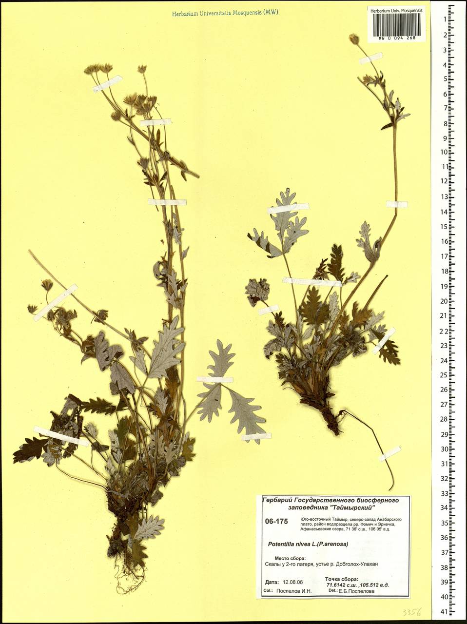 Potentilla nivea L., Siberia, Central Siberia (S3) (Russia)