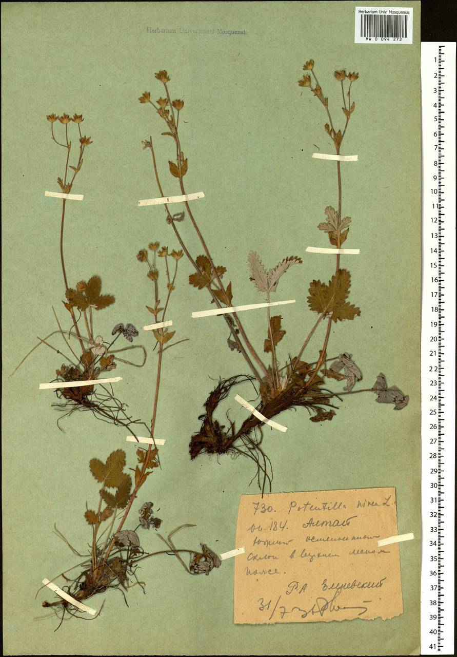 Potentilla nivea L., Siberia, Western (Kazakhstan) Altai Mountains (S2a) (Kazakhstan)