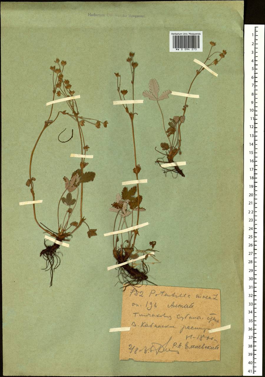 Potentilla nivea L., Siberia, Western (Kazakhstan) Altai Mountains (S2a) (Kazakhstan)