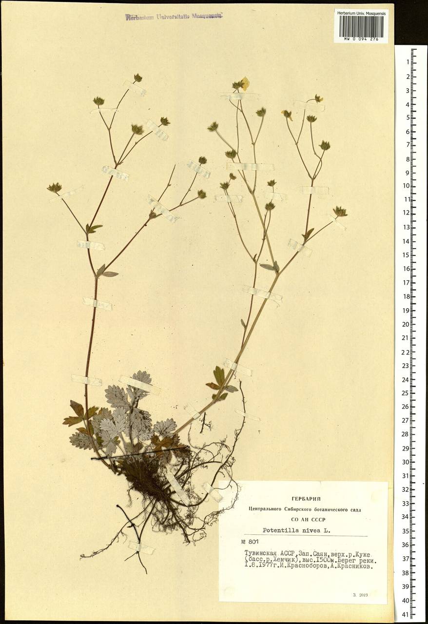 Potentilla nivea L., Siberia, Altai & Sayany Mountains (S2) (Russia)