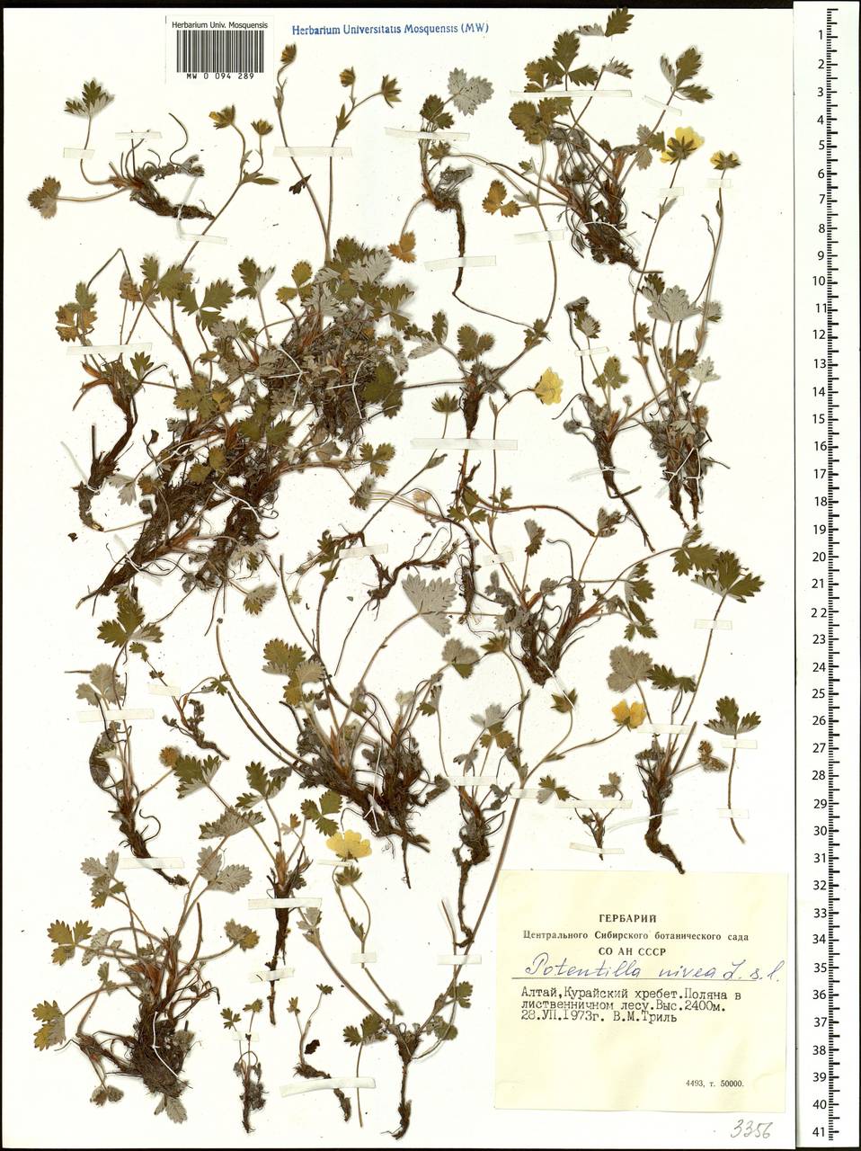 Potentilla nivea L., Siberia, Altai & Sayany Mountains (S2) (Russia)