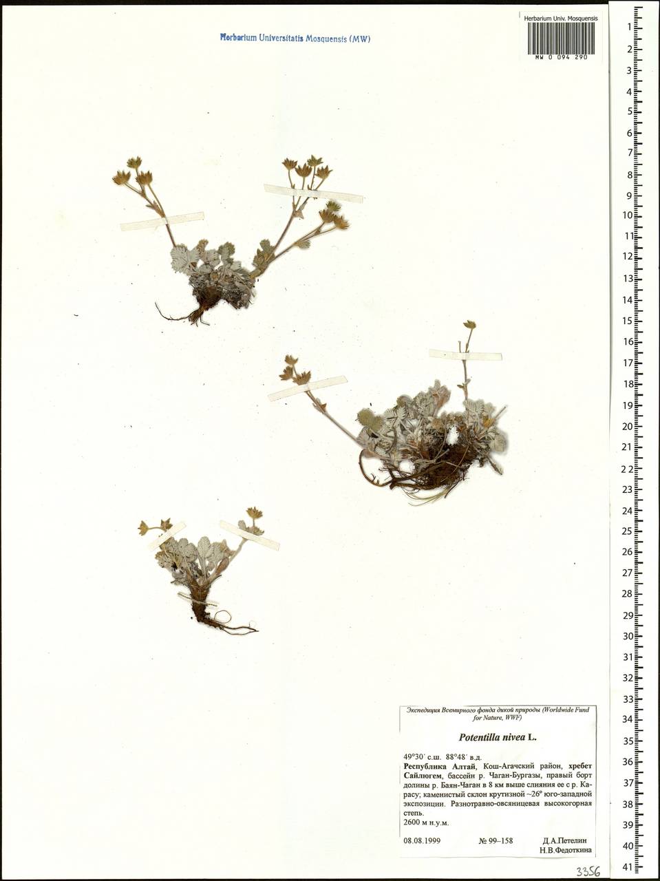 Potentilla nivea L., Siberia, Altai & Sayany Mountains (S2) (Russia)