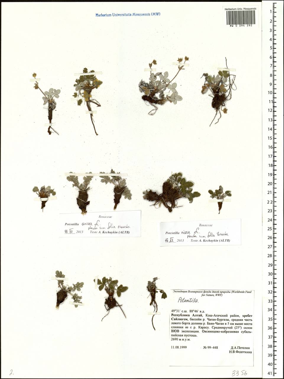 Potentilla nivea L., Siberia, Altai & Sayany Mountains (S2) (Russia)