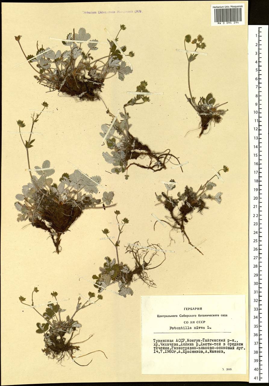 Potentilla nivea L., Siberia, Altai & Sayany Mountains (S2) (Russia)