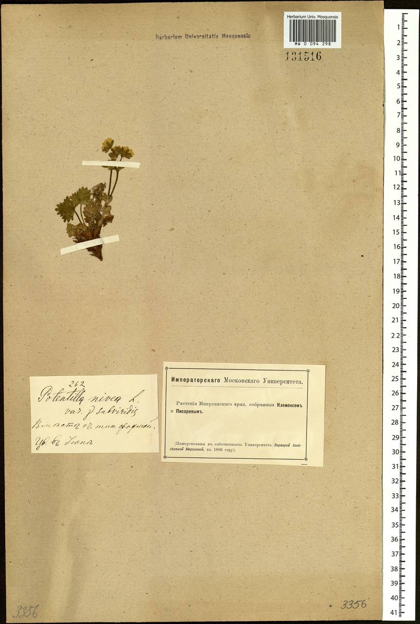 Potentilla nivea L., Siberia, Altai & Sayany Mountains (S2) (Russia)