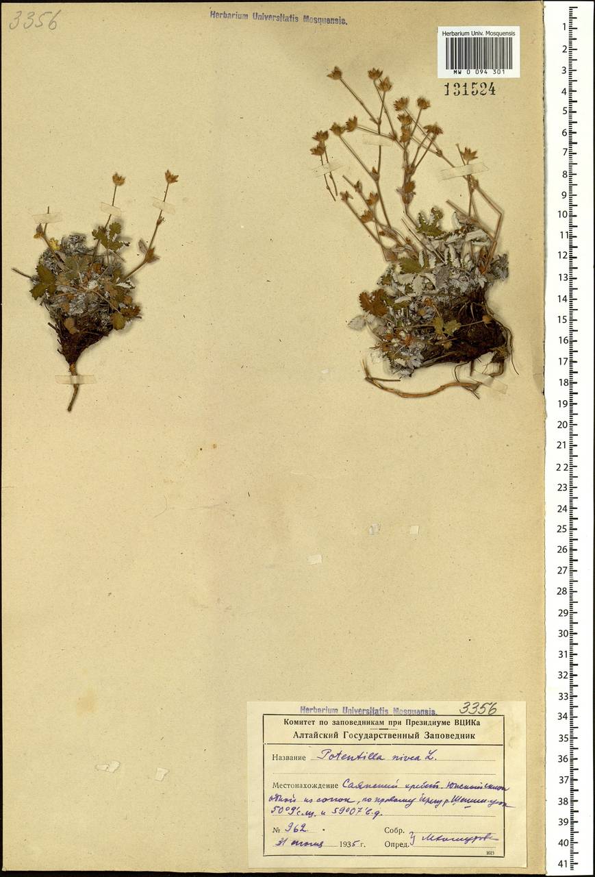 Potentilla nivea L., Siberia, Altai & Sayany Mountains (S2) (Russia)