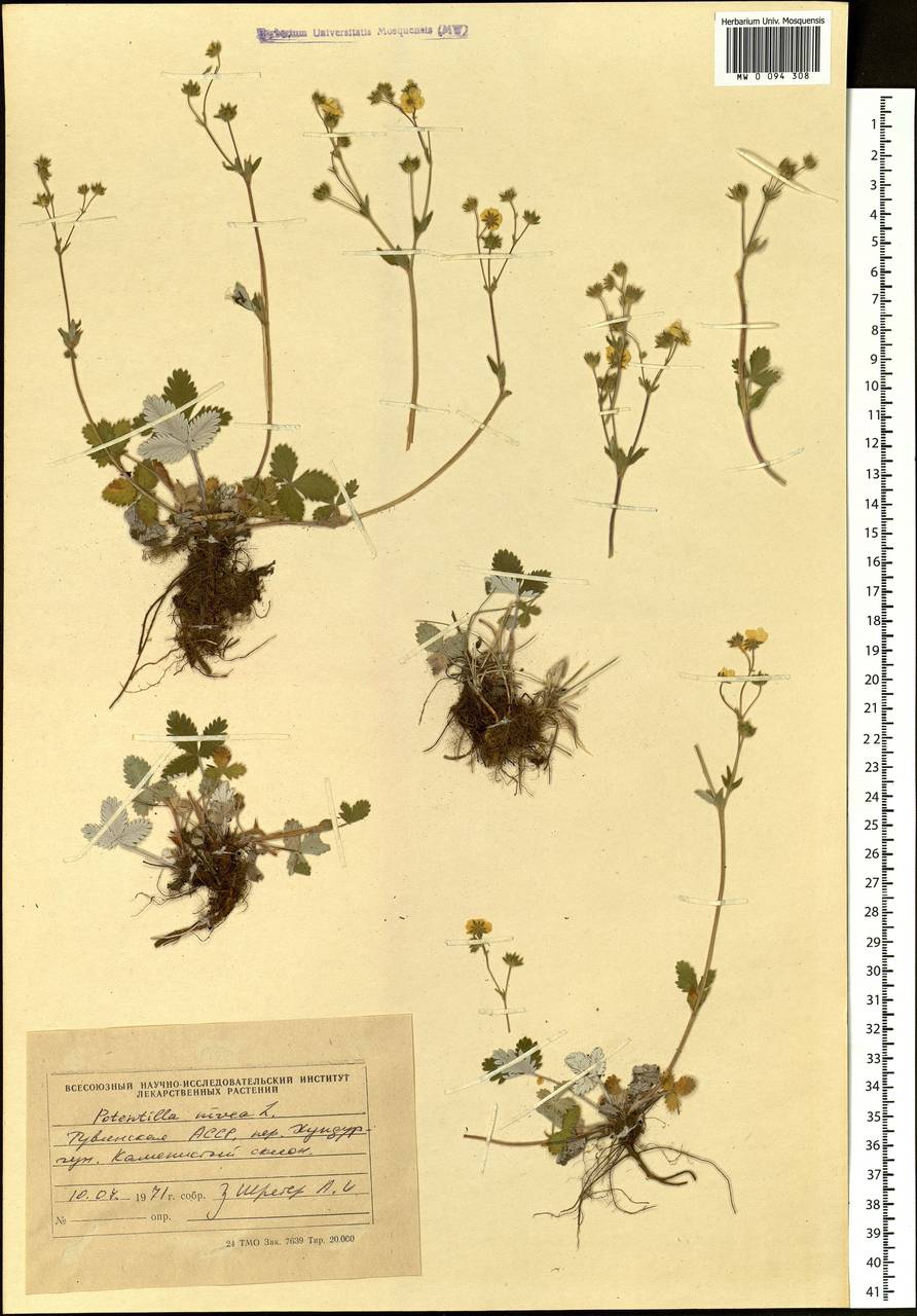 Potentilla nivea L., Siberia, Altai & Sayany Mountains (S2) (Russia)