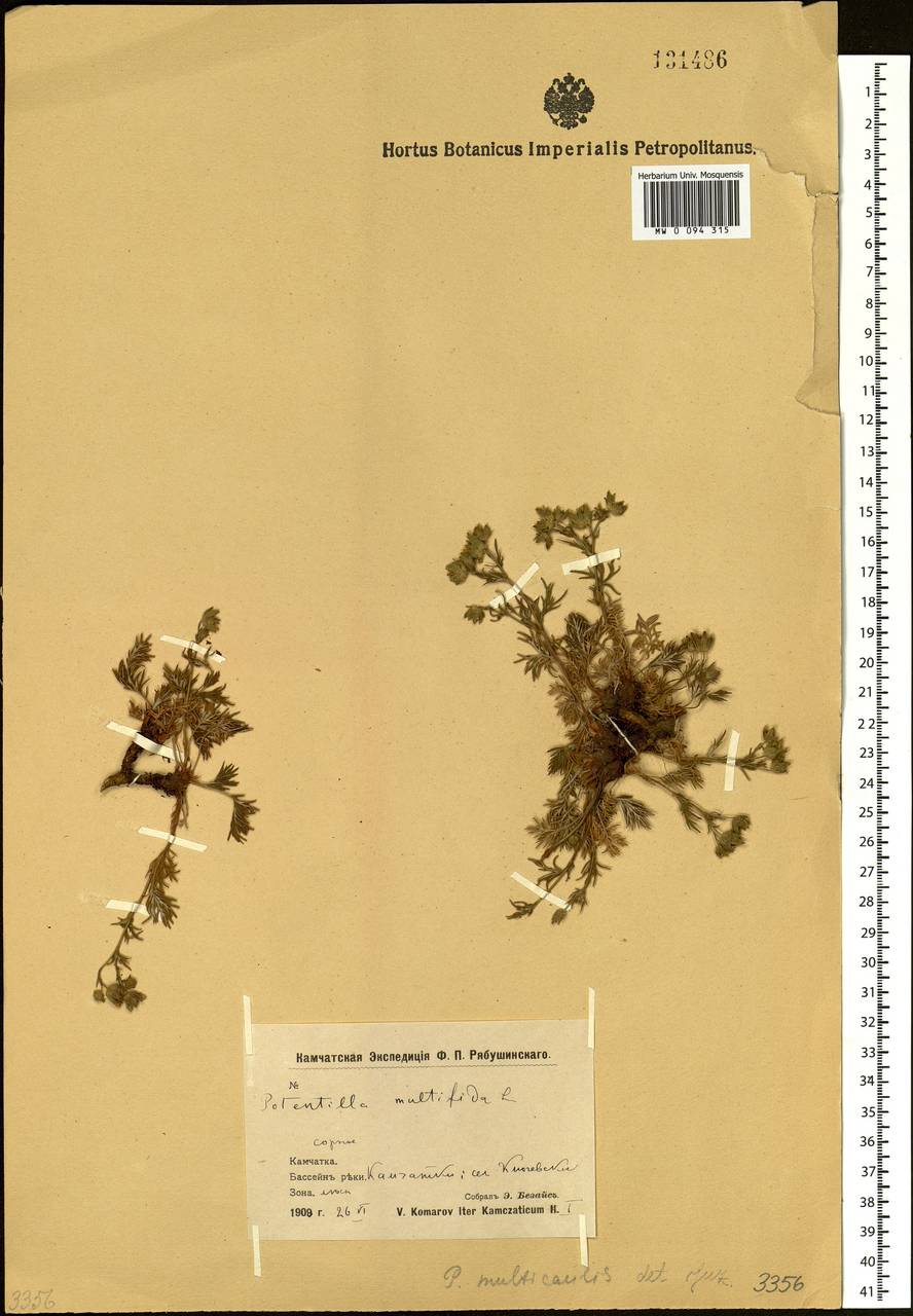Potentilla multifida L., Siberia, Chukotka & Kamchatka (S7) (Russia)