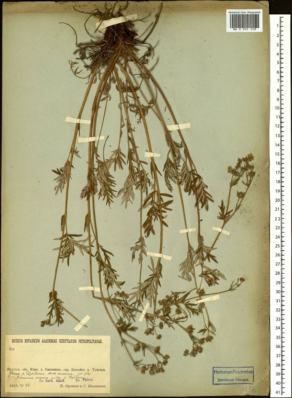 Potentilla multifida L., Siberia, Baikal & Transbaikal region (S4) (Russia)