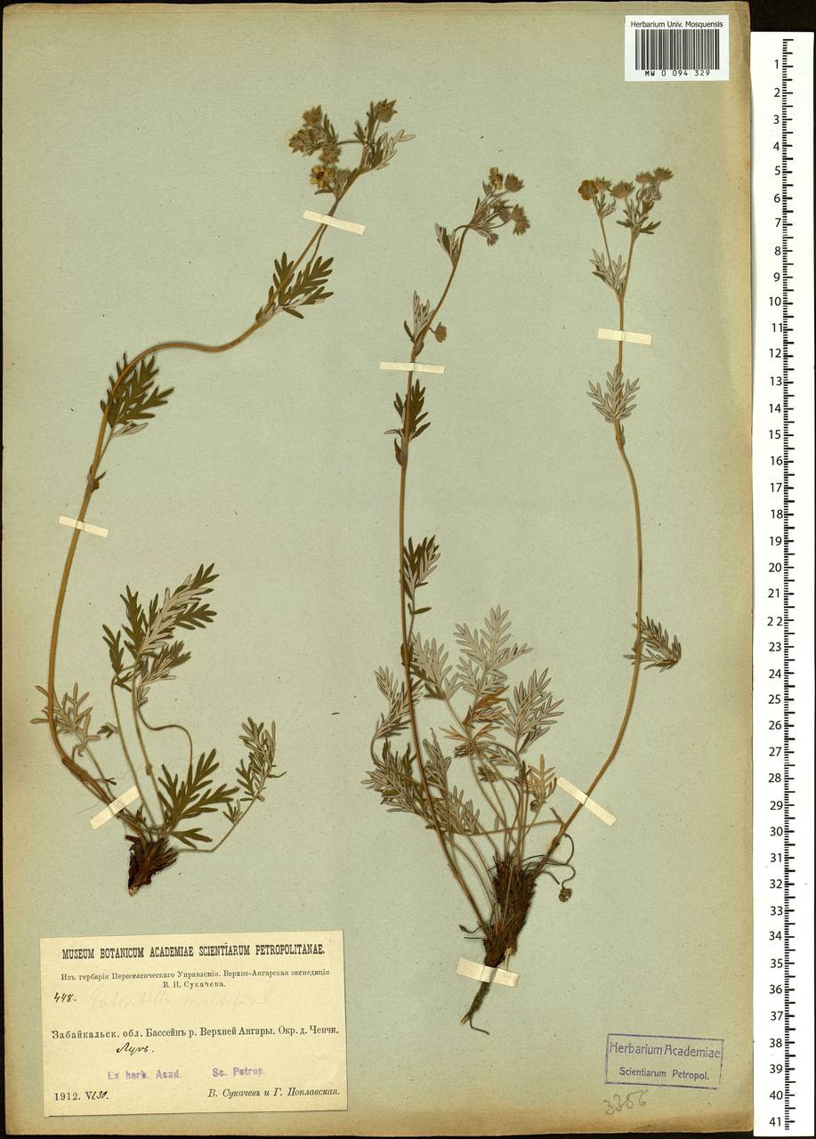 Potentilla multifida, Siberia, Baikal & Transbaikal region (S4) (Russia)