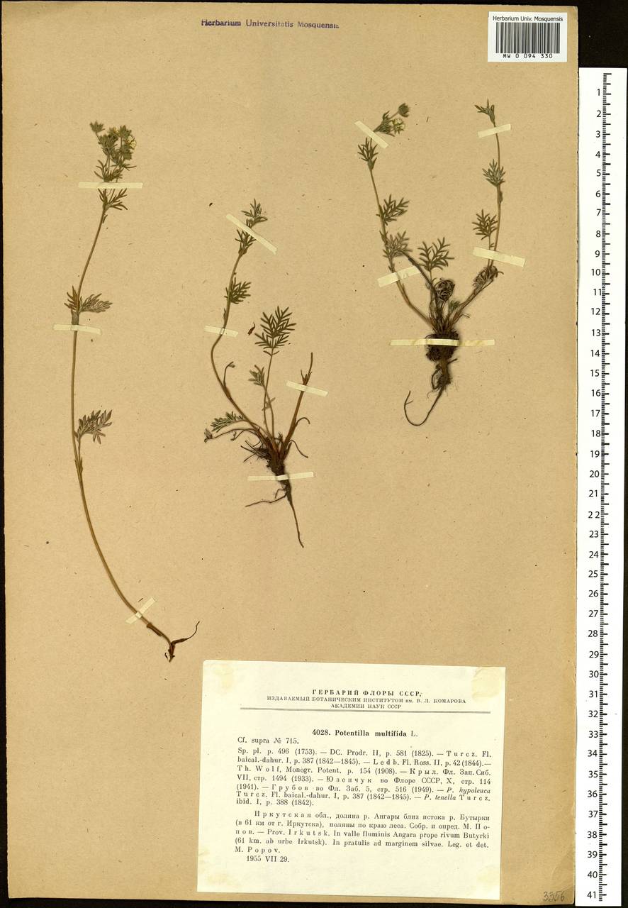 Potentilla multifida L., Siberia, Baikal & Transbaikal region (S4) (Russia)