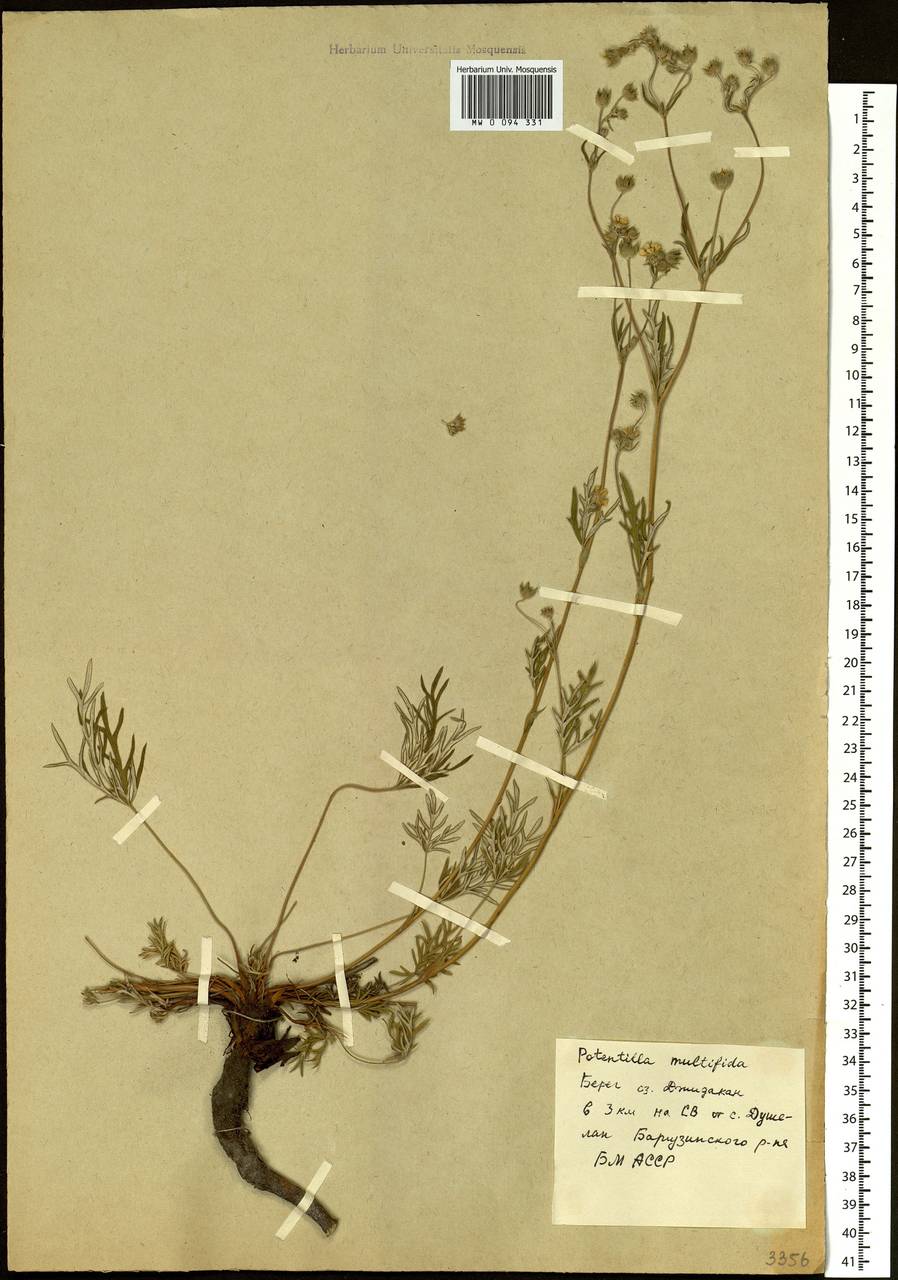 Potentilla multifida L., Siberia, Baikal & Transbaikal region (S4) (Russia)