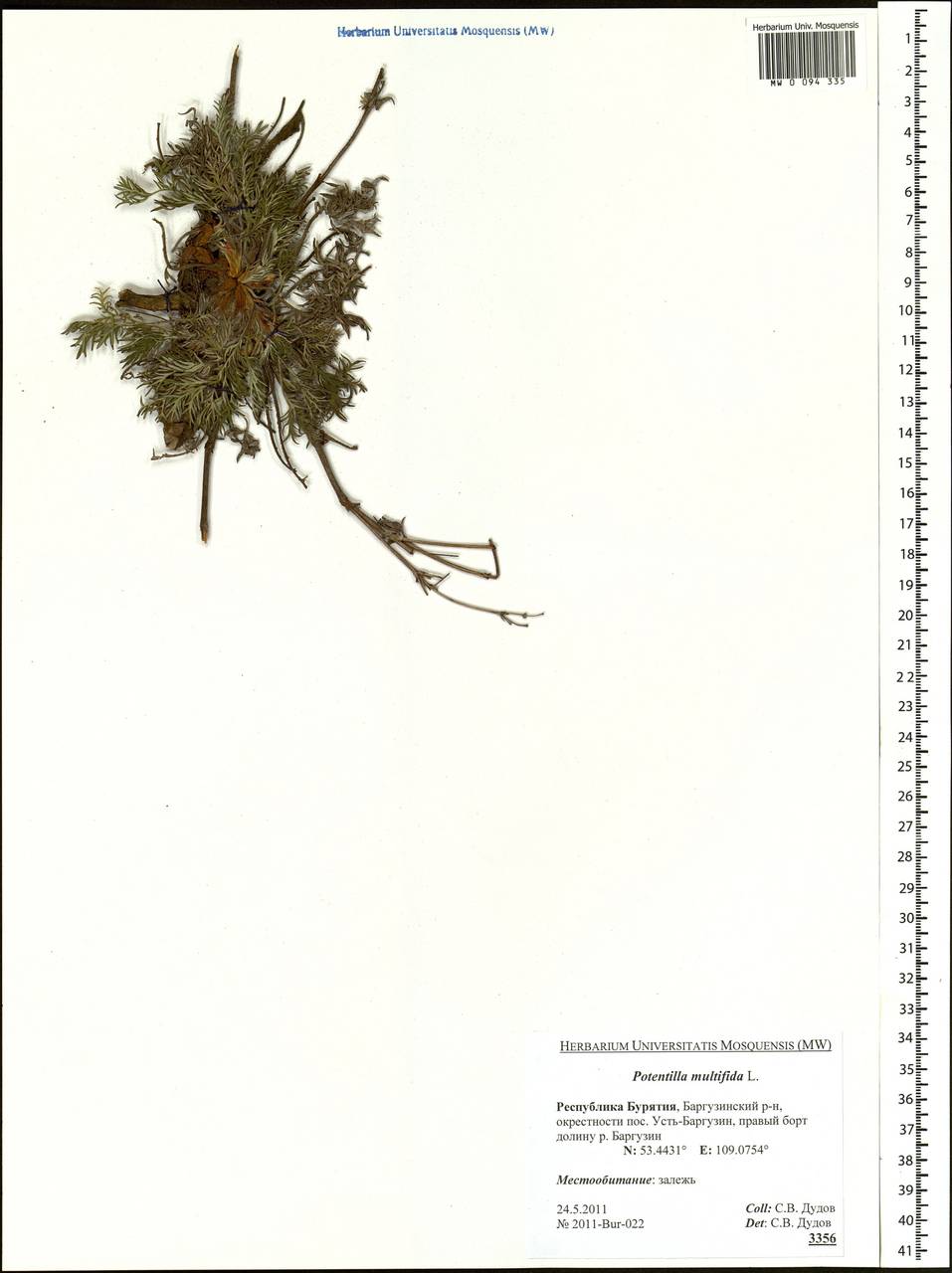 Potentilla multifida, Siberia, Baikal & Transbaikal region (S4) (Russia)