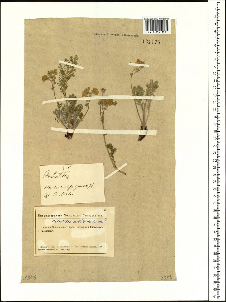 Potentilla multifida, Siberia, Altai & Sayany Mountains (S2) (Russia)