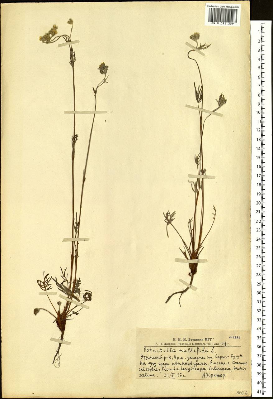 Potentilla multifida, Siberia, Altai & Sayany Mountains (S2) (Russia)