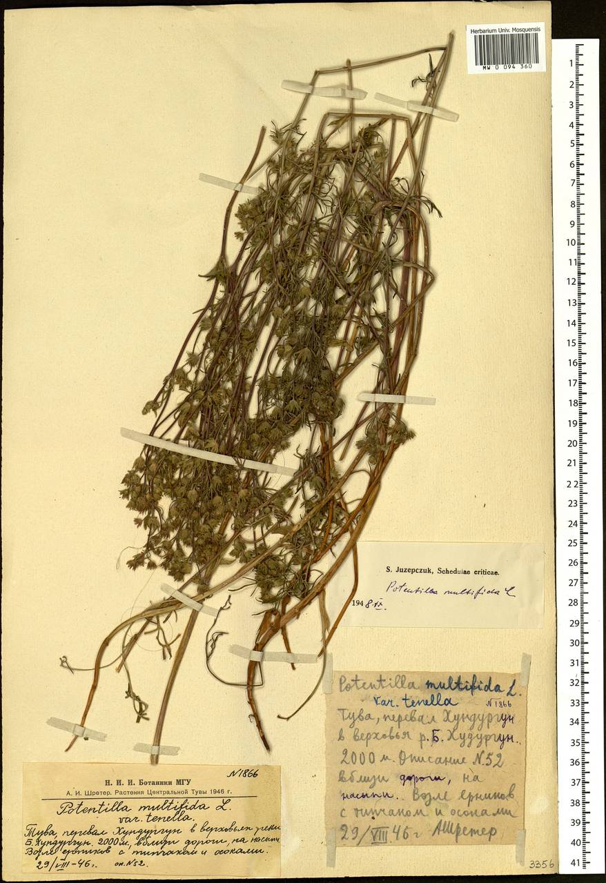 Potentilla multifida L., Siberia, Altai & Sayany Mountains (S2) (Russia)