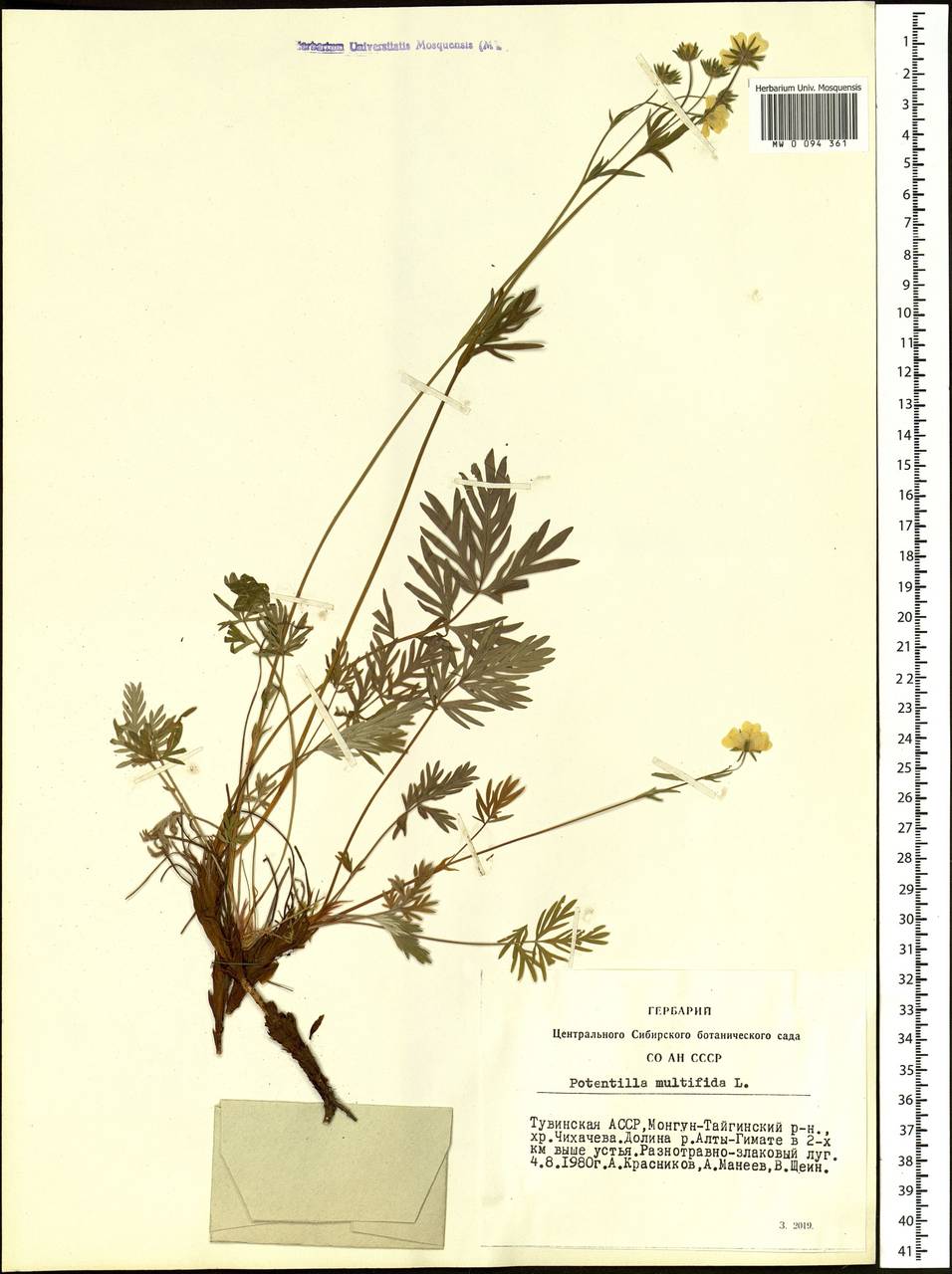 Potentilla multifida, Siberia, Altai & Sayany Mountains (S2) (Russia)