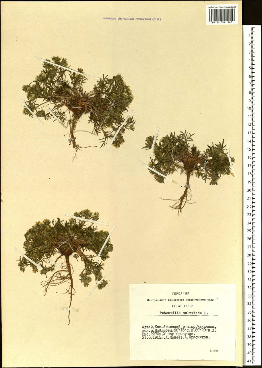 Potentilla multifida, Siberia, Altai & Sayany Mountains (S2) (Russia)