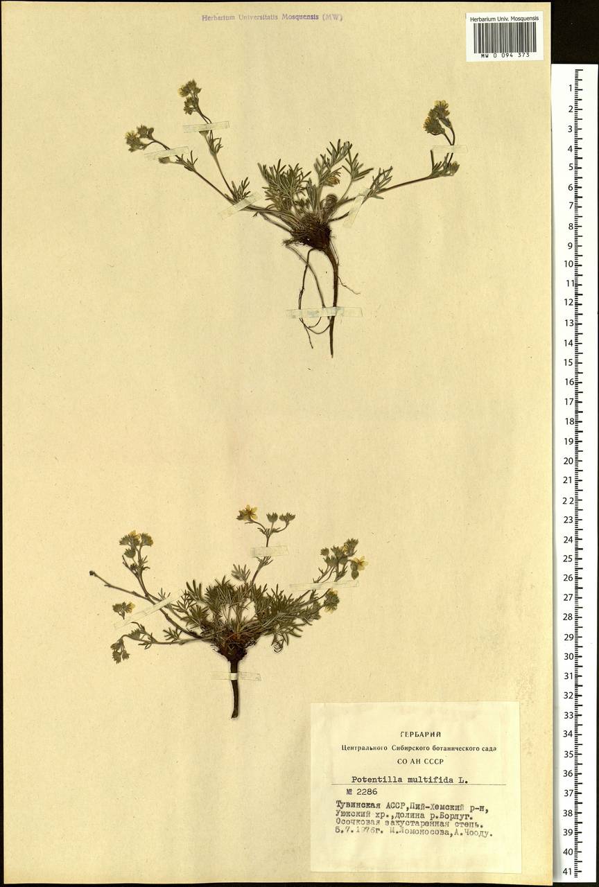 Potentilla multifida, Siberia, Altai & Sayany Mountains (S2) (Russia)