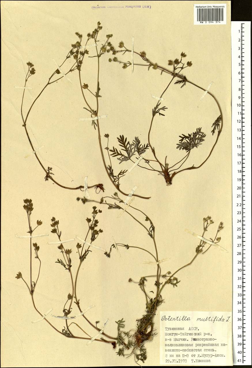 Potentilla multifida L., Siberia, Altai & Sayany Mountains (S2) (Russia)