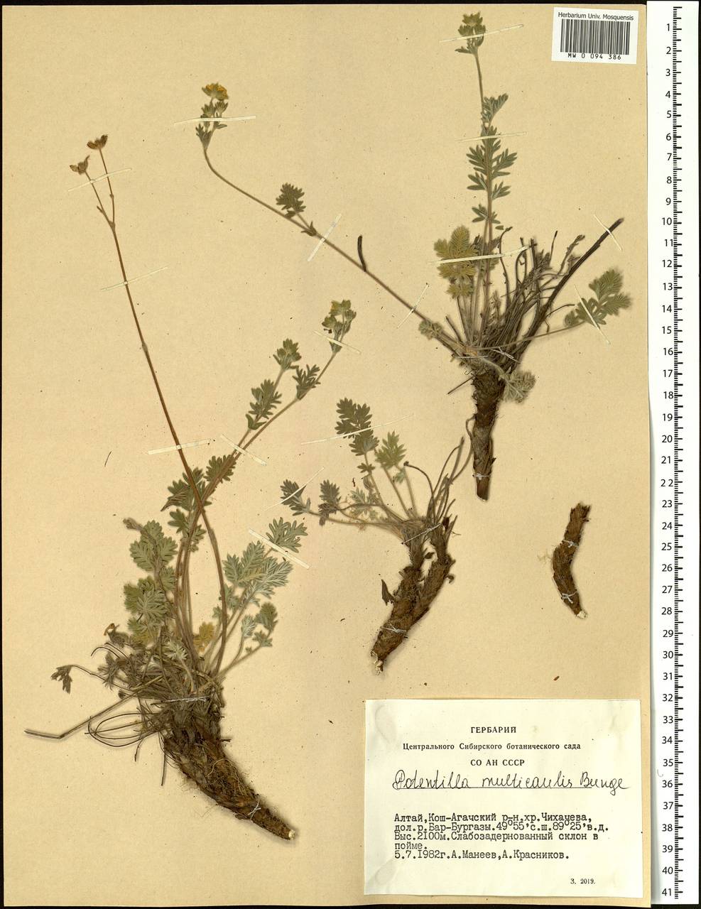 Potentilla multicaulis Bunge, Siberia, Altai & Sayany Mountains (S2) (Russia)