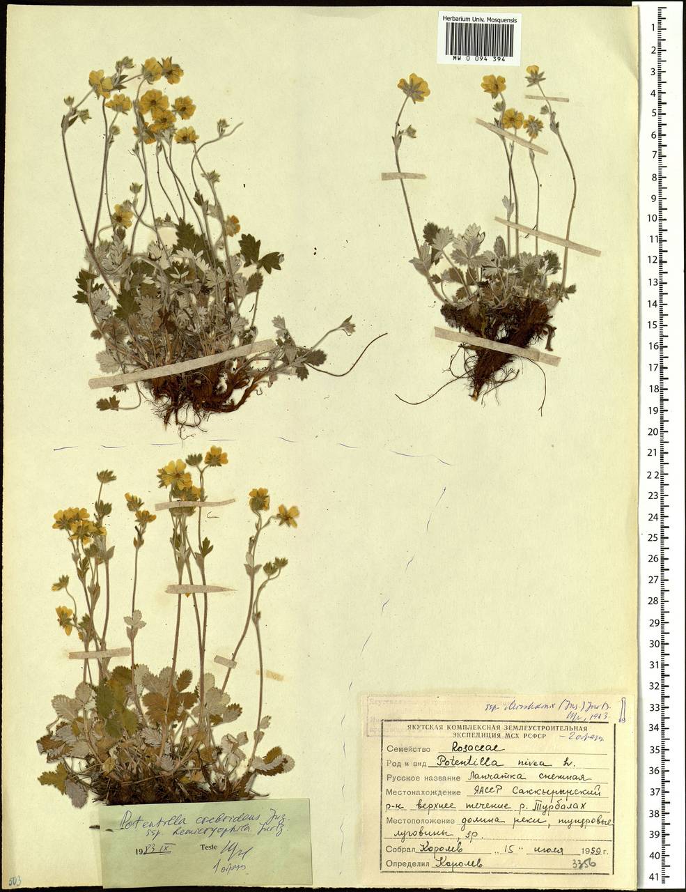 Potentilla nivea L., Siberia, Yakutia (S5) (Russia)