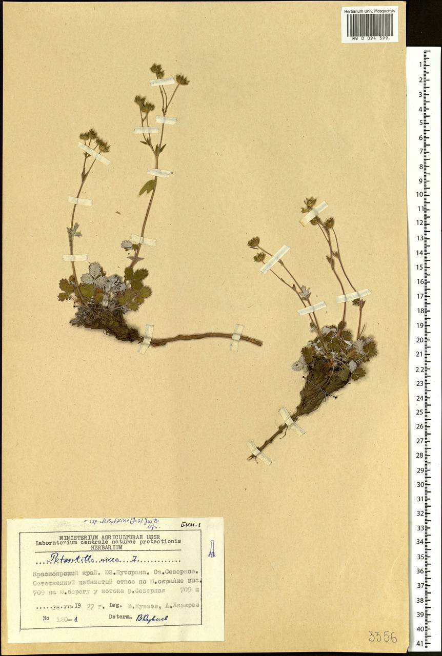 Potentilla nivea L., Siberia, Central Siberia (S3) (Russia)