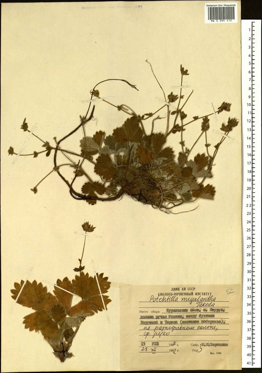 Potentilla megalantha Takeda, Siberia, Russian Far East (S6) (Russia)