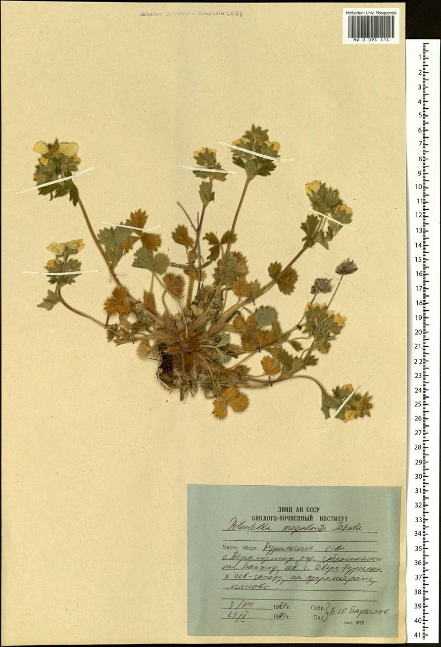 Potentilla megalantha Takeda, Siberia, Russian Far East (S6) (Russia)