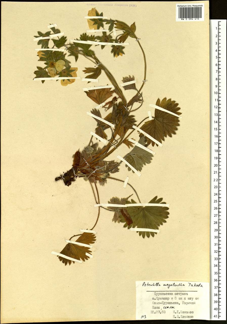 Potentilla megalantha Takeda, Siberia, Russian Far East (S6) (Russia)