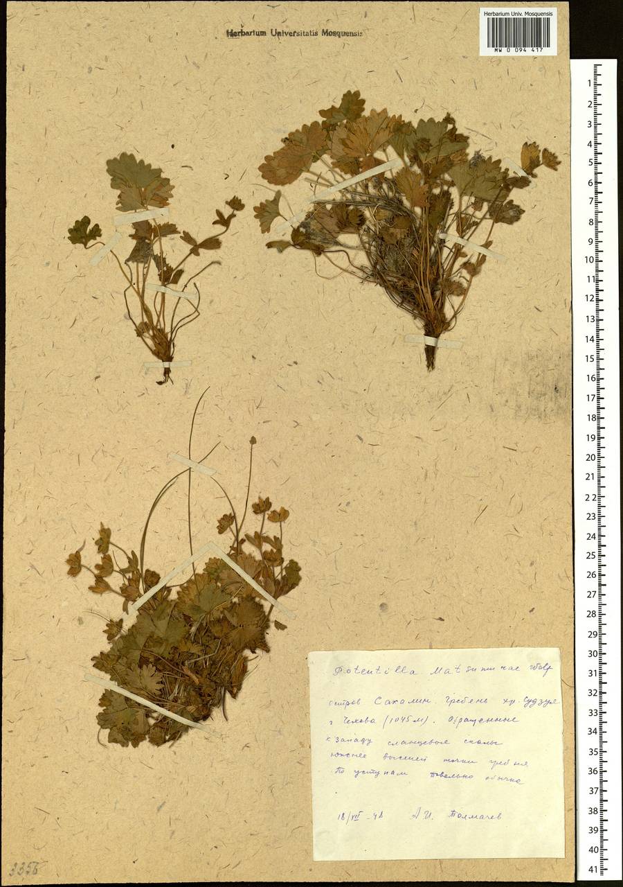 Potentilla matsumurae Th. Wolf, Siberia, Russian Far East (S6) (Russia)