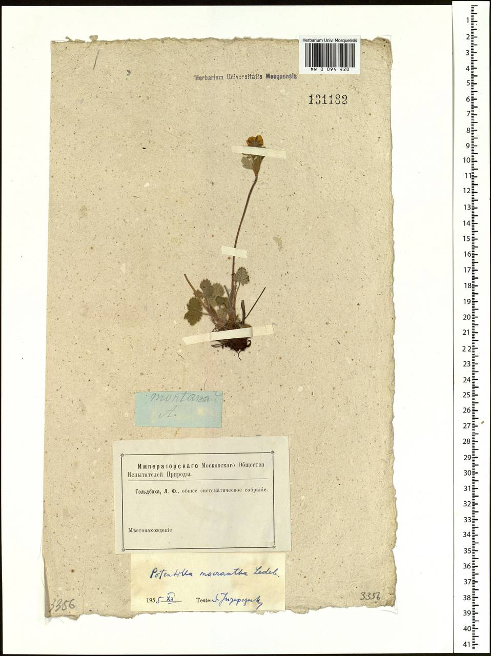 Potentilla nivea L., Siberia, Altai & Sayany Mountains (S2) (Russia)