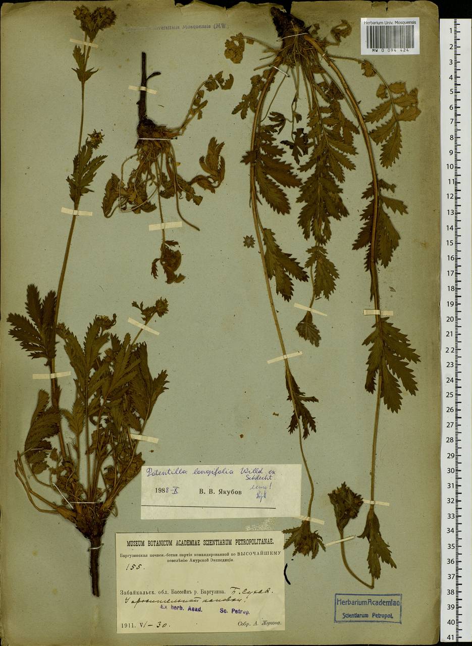 Potentilla longifolia Willd., Siberia, Baikal & Transbaikal region (S4) (Russia)