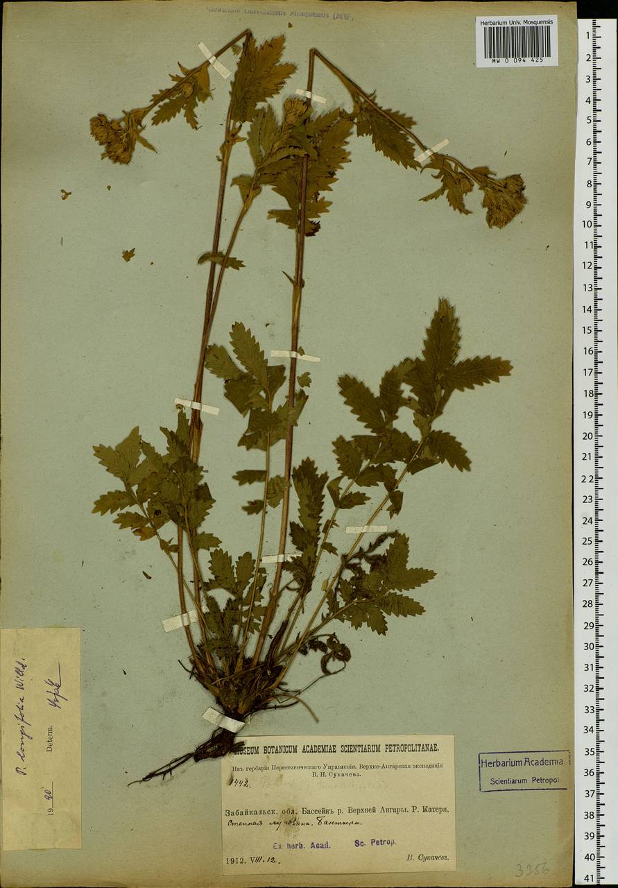 Potentilla longifolia Willd., Siberia, Baikal & Transbaikal region (S4) (Russia)