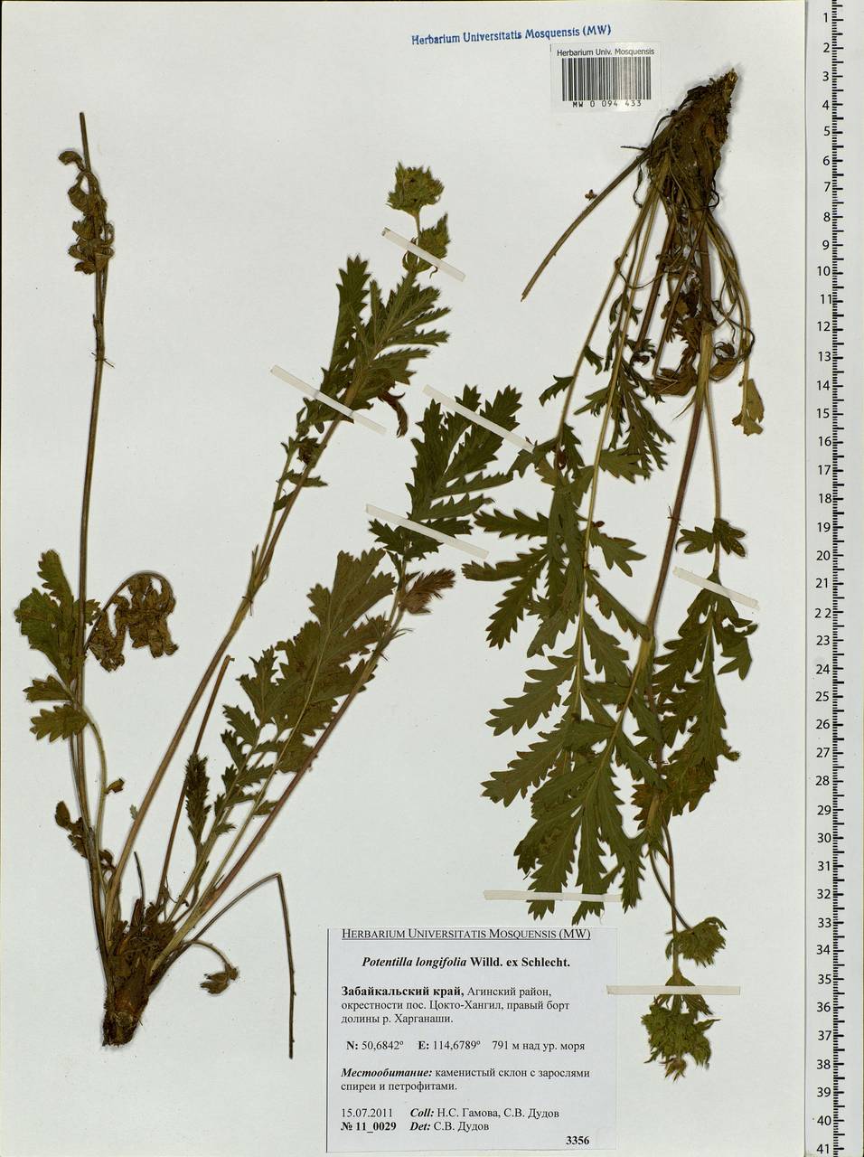 Potentilla longifolia Willd., Siberia, Baikal & Transbaikal region (S4) (Russia)