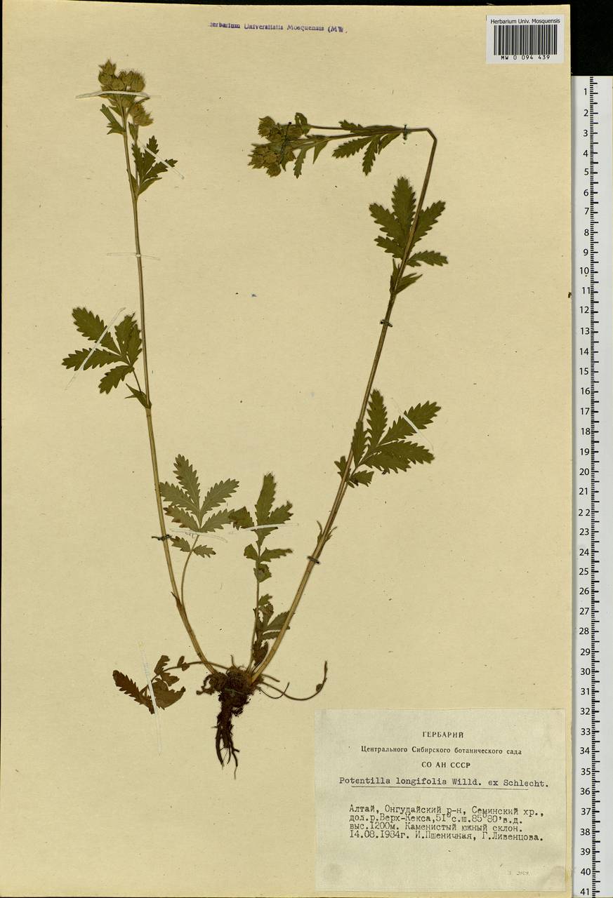 Potentilla longifolia Willd., Siberia, Altai & Sayany Mountains (S2) (Russia)