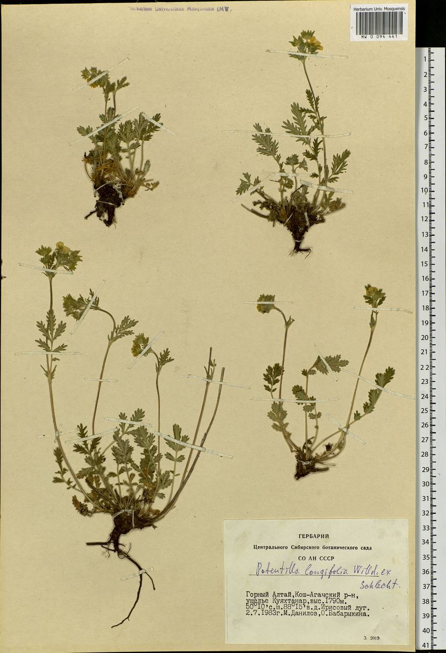 Potentilla longifolia Willd., Siberia, Altai & Sayany Mountains (S2) (Russia)